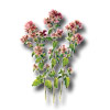 Origanum vulgare