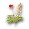 Ginseng