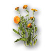 Calendula