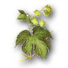 Hopfen