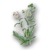 Herba Millefolii